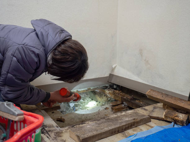 Best Mold Damage Restoration  in West Sayville, NY