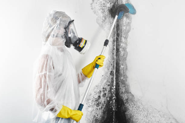 Best Residential Mold Inspection & Testing  in West Sayville, NY
