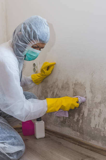 Biohazard Mold Removal in West Sayville, NY