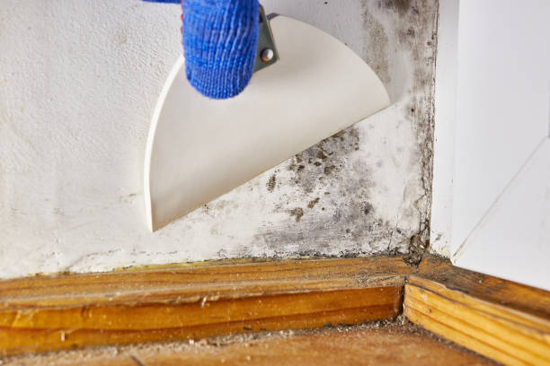 Best Black Mold Removal  in West Sayville, NY